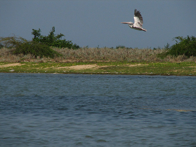 Komplett guide till Pulicat Lake Bird Sanctuary, Andhra Pradesh