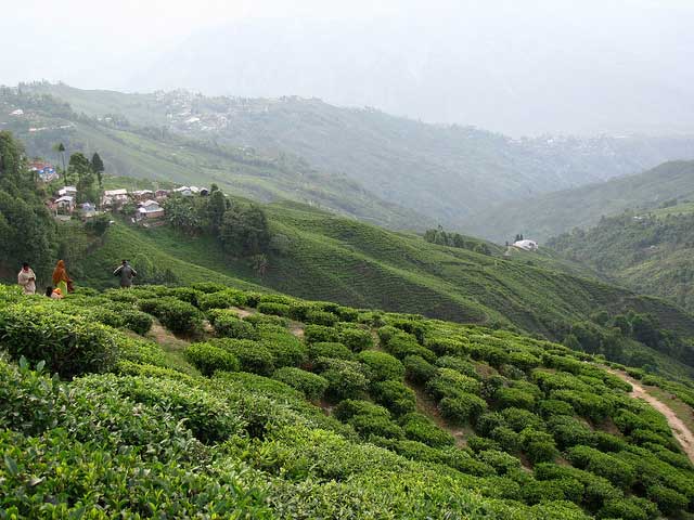 darjeeling 3