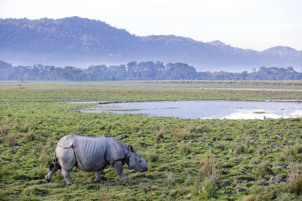 Park Narodowy Kaziranga, Assam