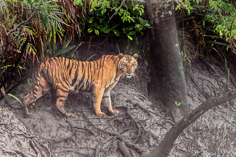 Sundarbans, Batı Bengal