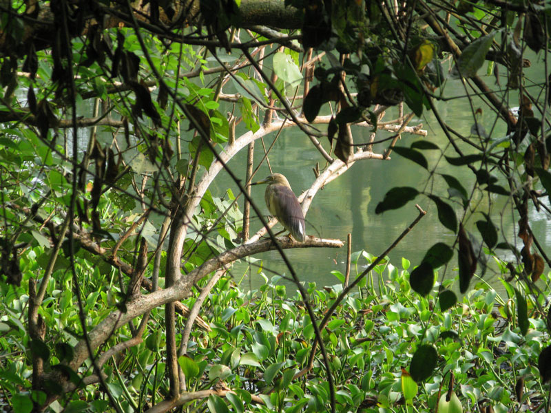 Kumarakom Vogelschutzgebiet, Kumarakom