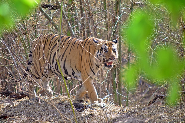 Park Narodowy Bandhavgarh, Madhya Pradesh