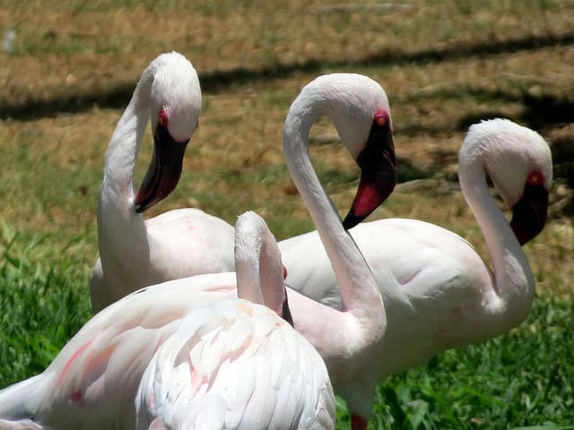 オリッサ州ナラバナ鳥類保護区の完全ガイド