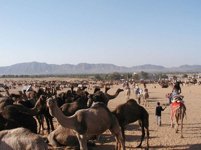 Pushkarc Camel Safari -kierros Pushkar