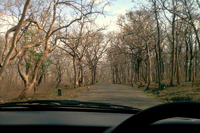 Volledige gids voor het Sathyamangalam Wildlife Sanctuary, Tamil Nadu