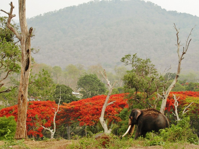 A legjobb 5 nemzeti park Tamil Naduban