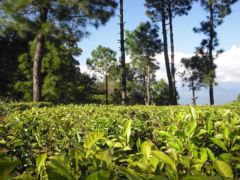 Domaine de thé de Kausani, Kausani