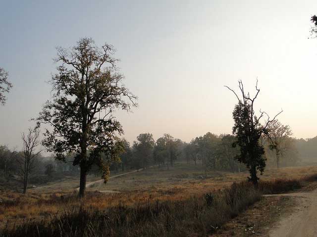 kanha-national-park1